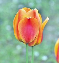 Pretty tulip in a big garden