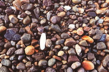 Colorful pebbles on the seashore