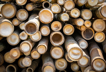 Bamboo circle cross section for background and texture material