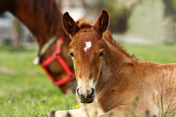 portrait of cute brown foal
