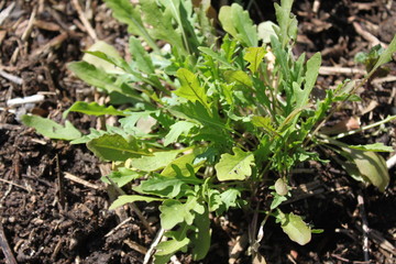 Rucola