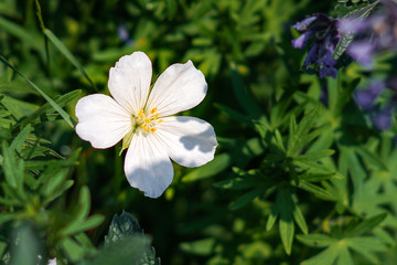 White flower on green background with yellow dust carriers.