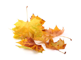 Feuilles mortes de platane	