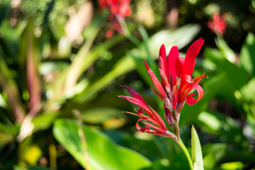 Canna of the indies flower