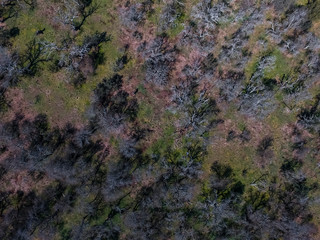 Pampas forest, La Pampa, Patagonia, Argentina