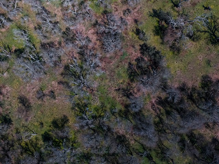 Pampas forest, La Pampa, Patagonia, Argentina