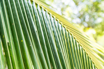 Nature view of green coconut leaf bokeh background