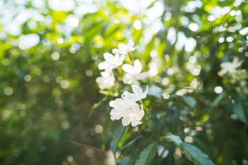 Gardenia jasminoides in the garden