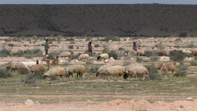 Bedouin Shepards with herd, Negev Desert Israel