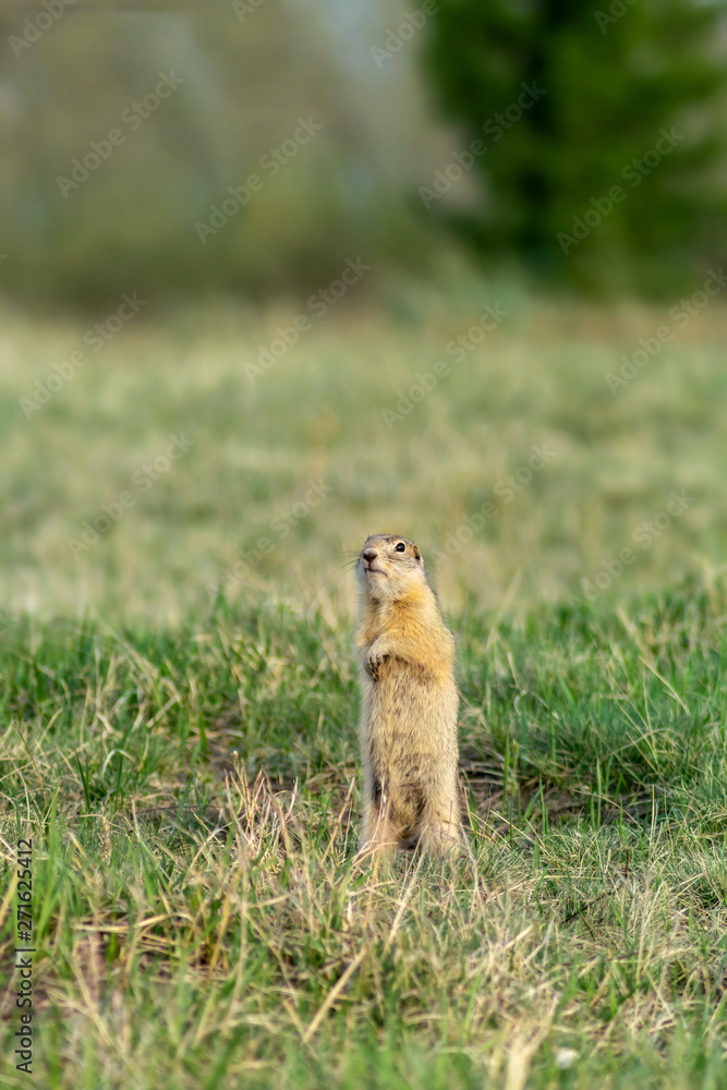 Wall mural gopher stands on his hind legs among the grass