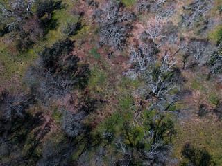 Pampas forest, La Pampa, Patagonia, Argentina