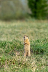 Naklejka na ściany i meble gopher stands on his hind legs among the grass