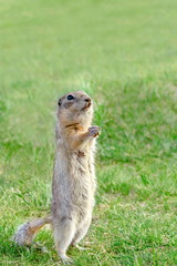 Naklejka na ściany i meble gopher stands on his hind legs and holding something in his hand