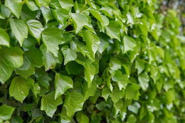 Texture of green vine leaf. Vine leaf texture background