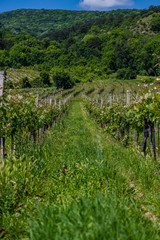 Fototapeta na wymiar green vineyards row