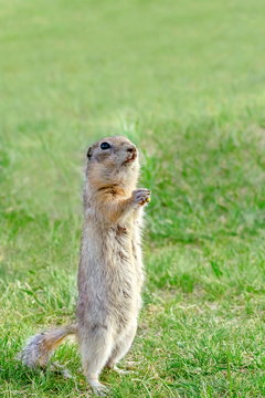 gopher stands on his hind legs and holding something in his hand