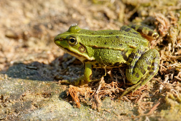 Teichfrosch