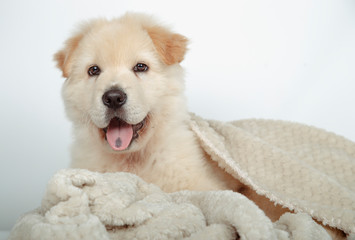 Beautiful mongrel puppy surrounded with his blanket