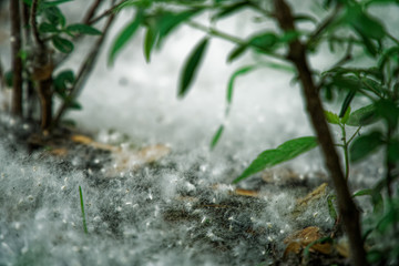 Poplar fluff on the ground like summer snow