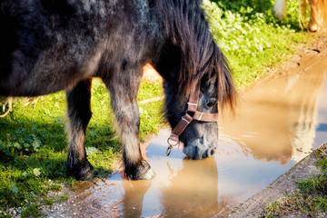 Black little pony drinking water from a puddle