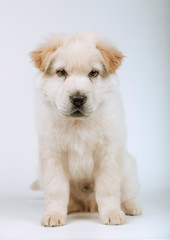 Portrait of white mongrel puppy