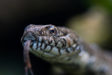 Porträt, Closeup einer Schlange, Vipernatter, natrix maura