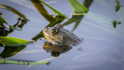 Close up of an isolated Tod in the pond- Danube Delta Romania