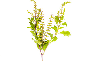 Holy basil or Ocimum sanctum isolated on white background. Concept of herb food natural and amazing hot taste.