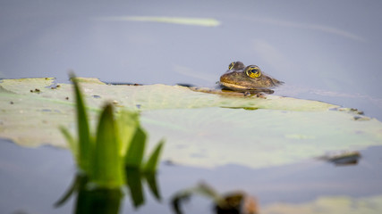 Close up of an isolated Tod in the pond- Danube Delta Romania