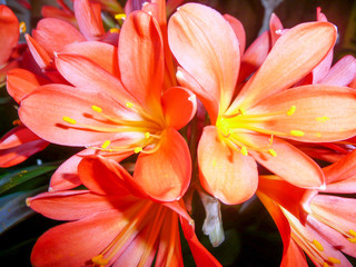 Orange, Gelb, Roter Traum von Blüten. © scherbi