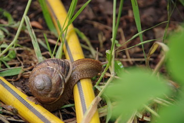 snail on grass