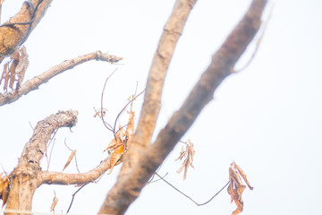 Fototapeta premium Dry of branches with clear sky
