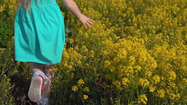 Camera follows back view of little girl in blue dress is walking across field with yellow blossom. Child hands touched mustard or rocket-cress flowers.