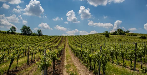 Zelfklevend Fotobehang groen wijngaardlandschap op zomerdag © babaroga
