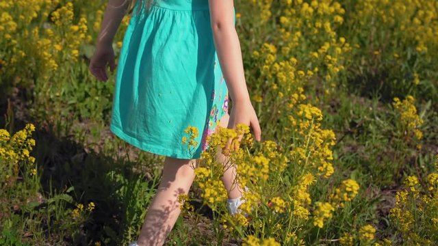 Camera follows back view of little girl in blue dress is walking across field with yellow blossom. Child hands touched mustard or rocket-cress flowers.