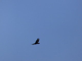 circling vulture