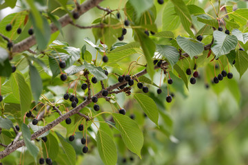 Cherry fruit of Prunus speciosa, Oshima cherry, on the branch