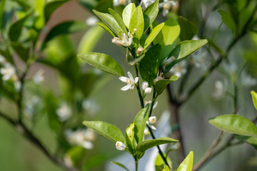 Flower of satsuma orange, on the branch