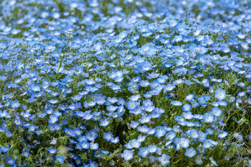 Blue nemophila flower field, in full bloom