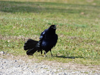 blackbird showing off