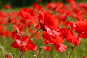 Fototapeta premium Coquelicot