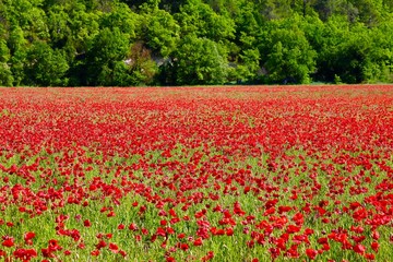 Coquelicots en Provence