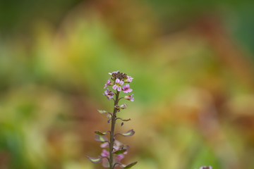 Burnt Candytuft Flowers in Bloom in Springtime
