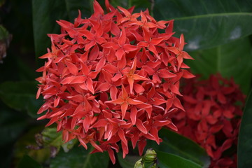 LES FLEURS MA PASSION ENVIRONNEMENTALE