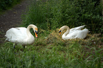 The male swan stands guard while his mate settles on their nest built in the grass verge of a canal-side pathway
