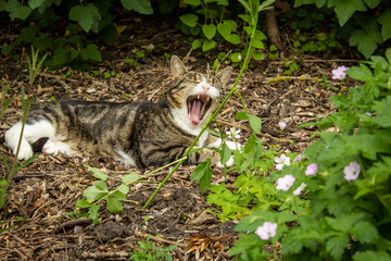 Cat stretches and yawns after finding a warm and comfortable nook in the garden ideal for a nap