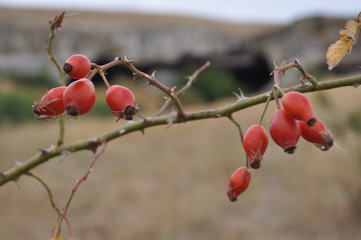  red berries on a spiny branch