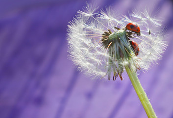 ladybugs on a dandelion. Beautiful insects on dandelion seeds. ladybugs on beautiful lilac purple background - 271628818