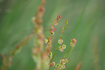 Wild Dock Fruits in Springtime