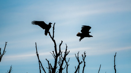 A couple of white tail eagles silhouettes in the wilderness of the Danube delta- Romania
